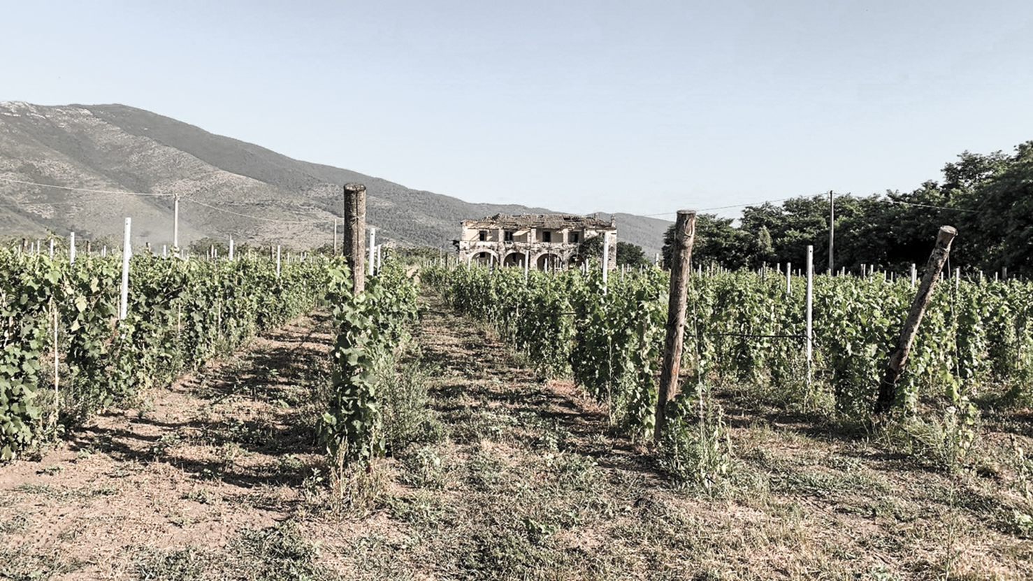 Vigna