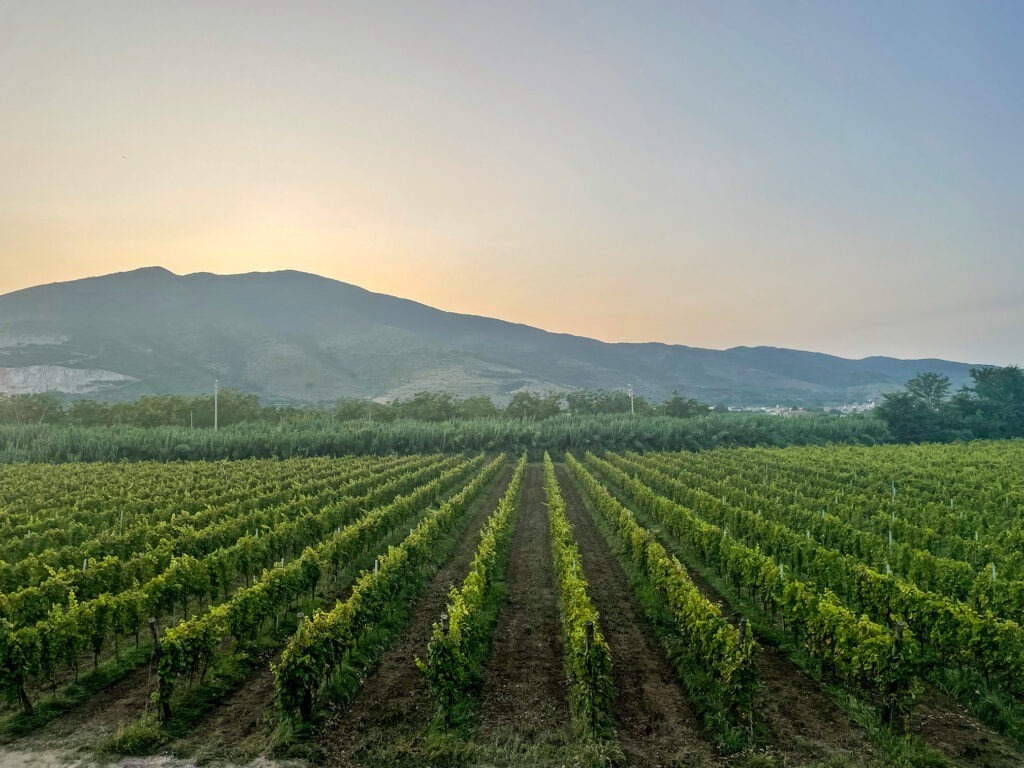 Vigneto Starza