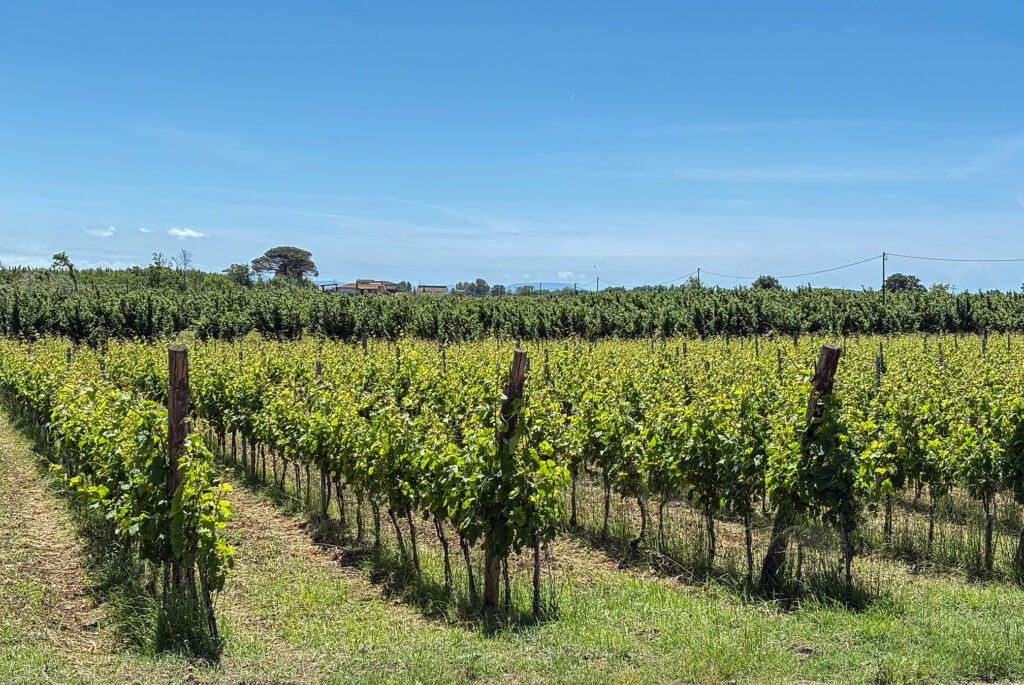 Vigneti Falciano