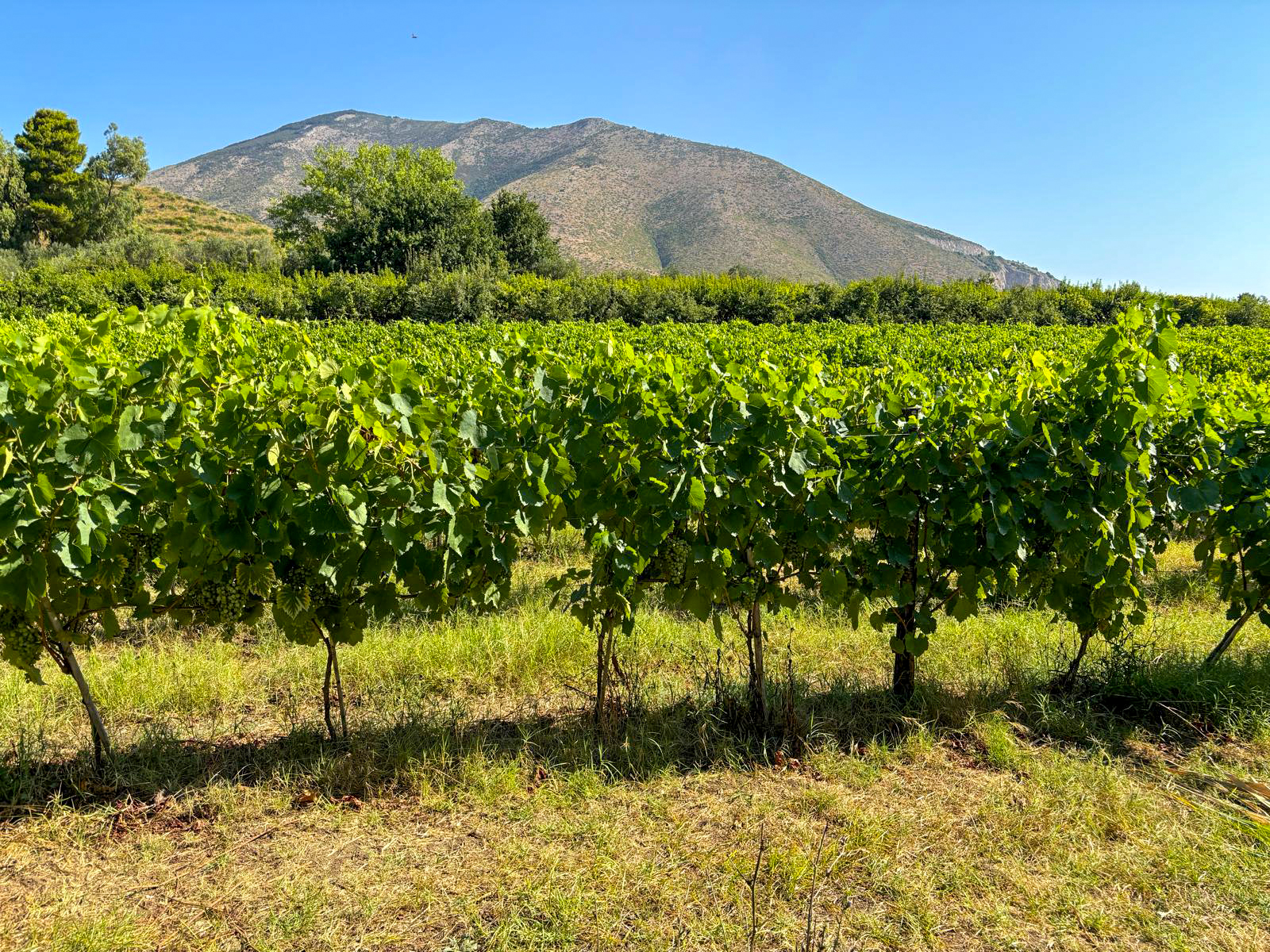 Vigneti