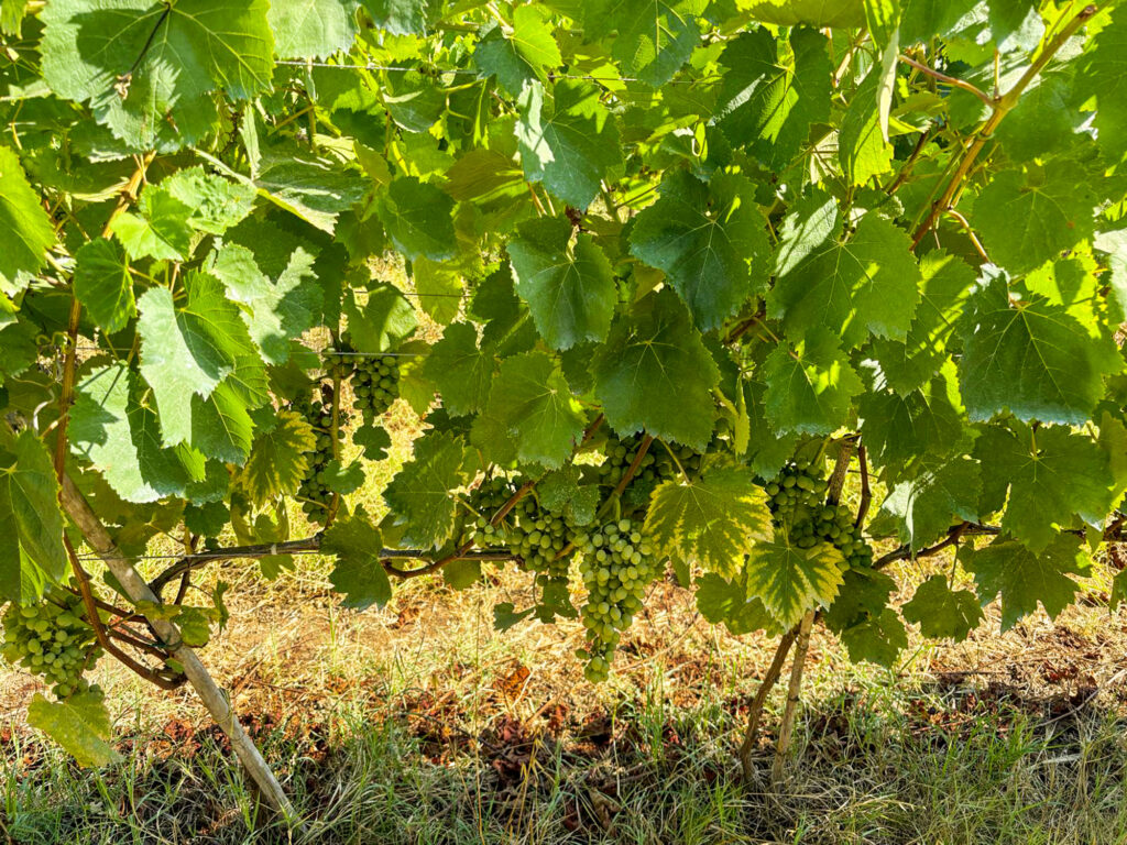 Vigneti Mondragone