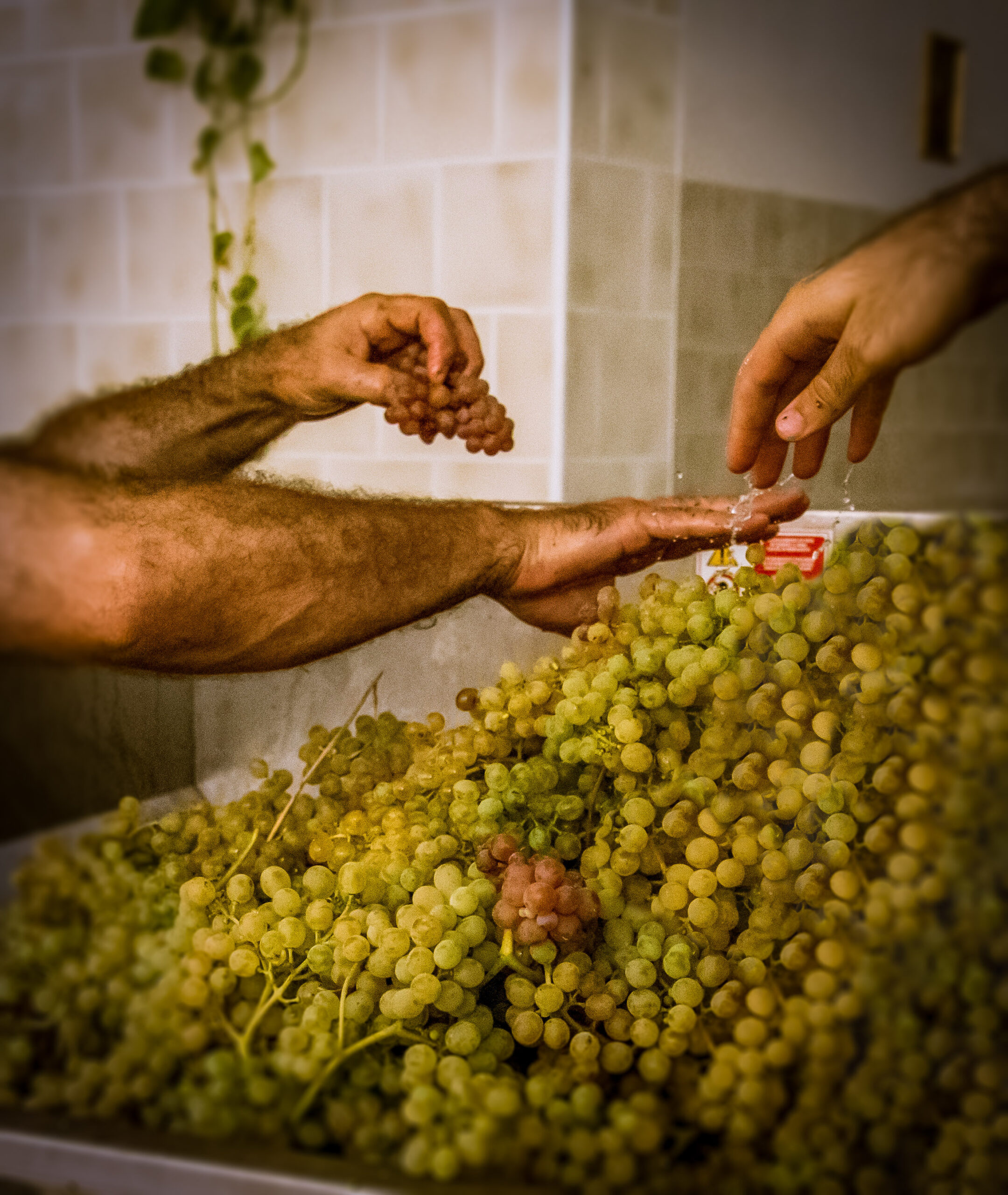 La cantina di Tenuta Starza